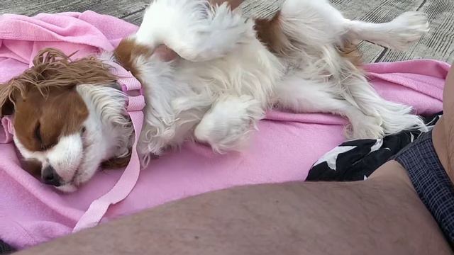 Чарльз Кинг Спаниель на море в Одессе на пляже Charles King Spaniel تشارلز كينج سبانيل 查尔斯·金西班牙猎狗