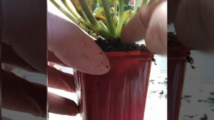 #065 Омоложение фиалки на фитильном поливе