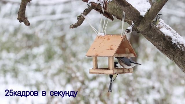 Тест камеры Canon R6. Съемка  видео с  частотой 25FPS, 50FPS  и 100FPS