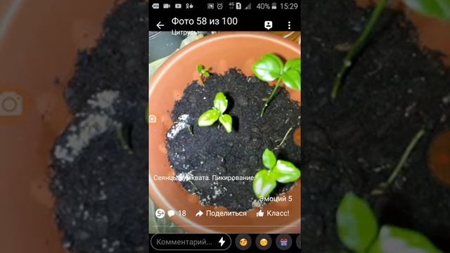 Цитрусовые в квартире. Друзья нужна поддержка!
