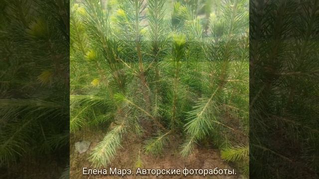 Елена Марэ.Фотоработы.Авторское направление соц.реабилитации "Оздоровительное фото".Фест."Заря Руси смотреть онлайн