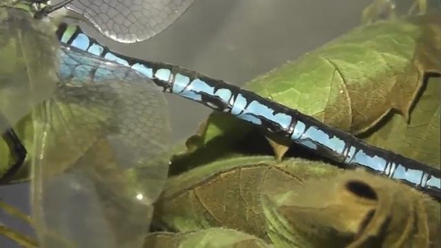 БИОСФЕРА: 178. Дозорщик Император (Anax imperator) смотреть онлайн