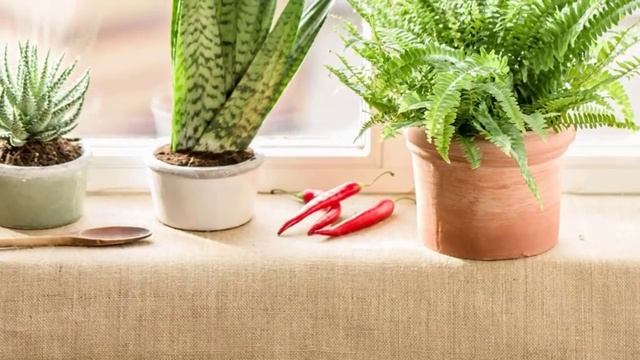 Особенности зимовки комнатных растений. смотреть онлайн