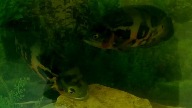 Пираньи в аквариуме смотреть онлайн