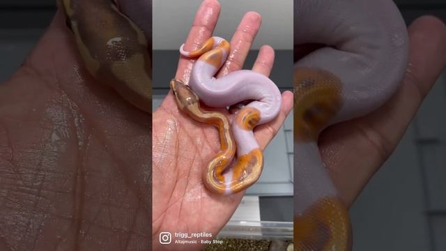 Egg Cutting Video!!! Hatching Pied Ball Pytons смотреть онлайн