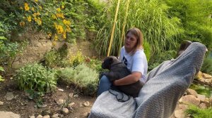 О породе американский булли от заводчика и кинолога. Типы, характер, здоровье,кормление,особенности