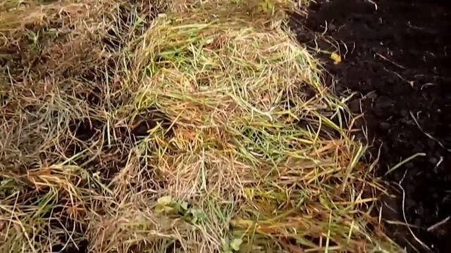 Сажаем лук под зиму, пекинская капуста поздний посев, сидераты смотреть онлайн