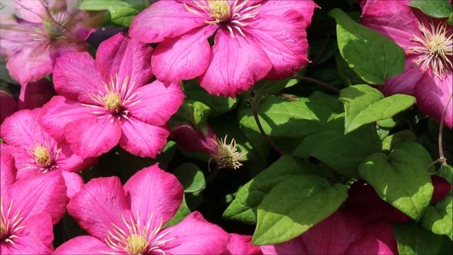 САМЫЕ КРАСИВЫЕ И ОБИЛЬНО ЦВЕТУЩИЕ КЛЕМАТИСЫ ГРУППЫ ВИТИЦЕЛЛА смотреть онлайн