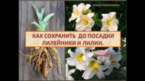 Как сохранить до посадки лилейники и лилии.