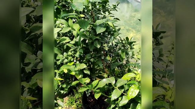 голубика СПАРТАН & ДЮК. Первая выборка и взвешивание ягоды. смотреть онлайн