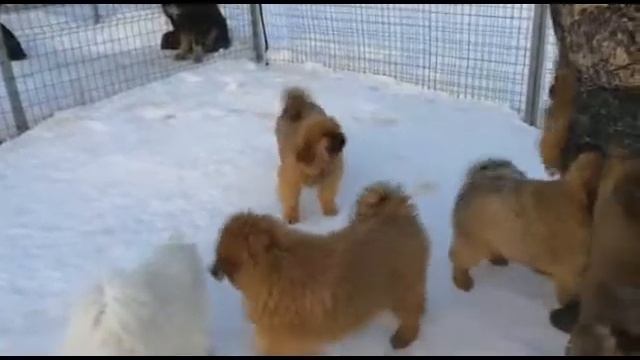 Щенки тибетского мастифа - китайской линии. Собака - лев. В ПРОДАЖЕ. смотреть онлайн