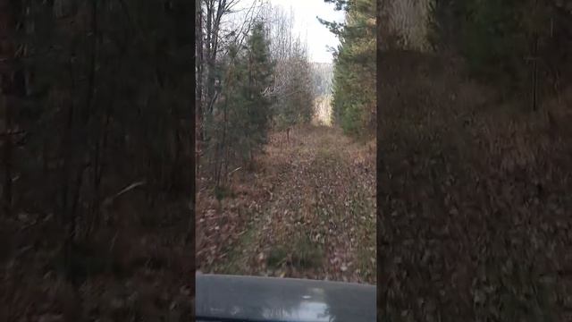 Лесная дорога вокруг дачи смотреть онлайн