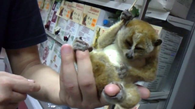 Зонтик Лемур Лори смотреть онлайн