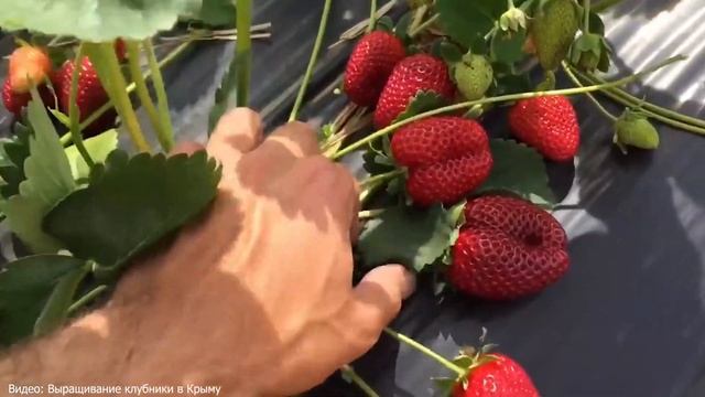 7 самых ЛУЧШИХ сортов | новая грядка КЛУБНИКИ | садовая земляника |купили заброшенную дачу смотреть онлайн