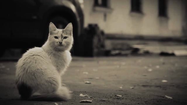 1000062365.mp4 смотреть онлайн