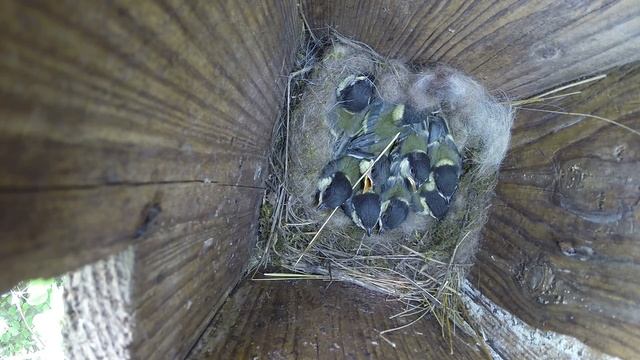 Синица большая №150603 3 скворечник в школьном саду 2015 06 05 13 смотреть онлайн