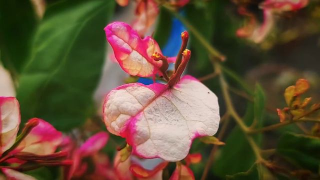 Bougainvillea Bidadari