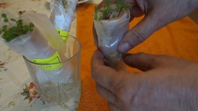 Сеем астры и бархатцы двумя способами (29, 16.04.16) смотреть онлайн