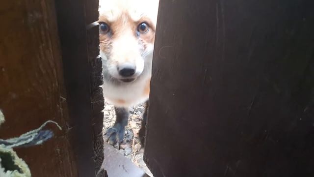 Алиса - лиса. Белому двойную порцию смотреть онлайн