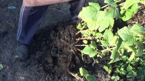 СУПЕР СПОСОБ РАЗМНОЖЕНИЯ СМОРОДИНЫ!