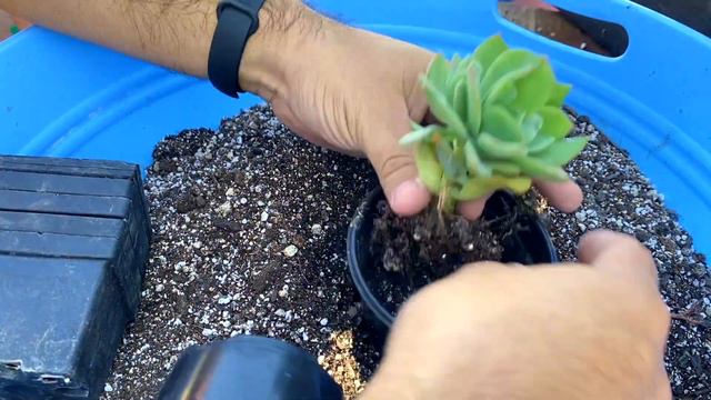 Baje 10 kilos en un mes y te cuento todo mientras transplantamos suculentas para vender... смотреть онлайн