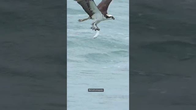Редкий кадр: фотограф поймал момент, как птица скопа выныривает из воды с добычей смотреть онлайн