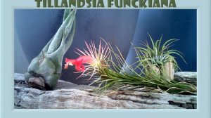 Tillandsia Funckiana Flowering