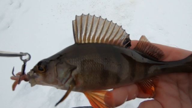 ВОТ ЭТО оКОНЬ!!! Трофейный окунь на озере. смотреть онлайн