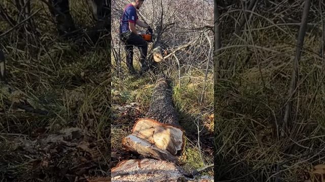 Бензопила Stihl ms 250. Валка дерева! смотреть онлайн