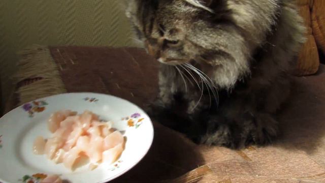 Кот Тихон. Кормлю птиц, Тихон непрерывно требует внимания, получил вкусную еду смотреть онлайн