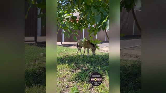 Кони,авто,люди все смешалось🙀 Темрюк автосервис