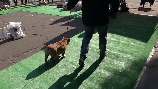 Лит*тл Спарта Тильда (сука - класс БЕБИ) смотреть онлайн