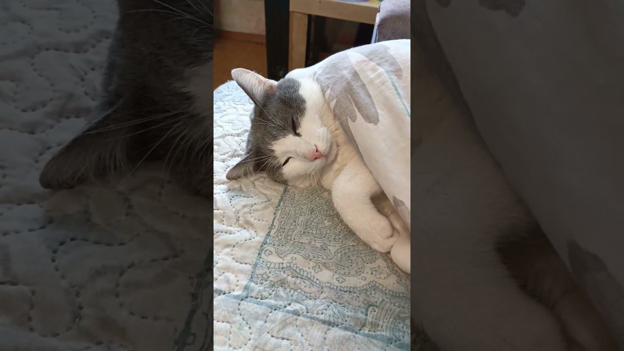 Открытие века. #мурзик #кот #питомец #добро #лайк #котики #приколы #сон смотреть онлайн