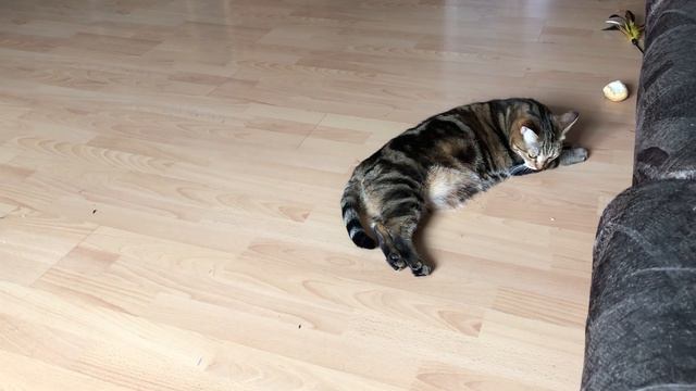 Батон и Шакира! смотреть онлайн