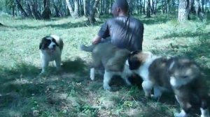 Московская сторожевая, щенкам 2,5 месяца