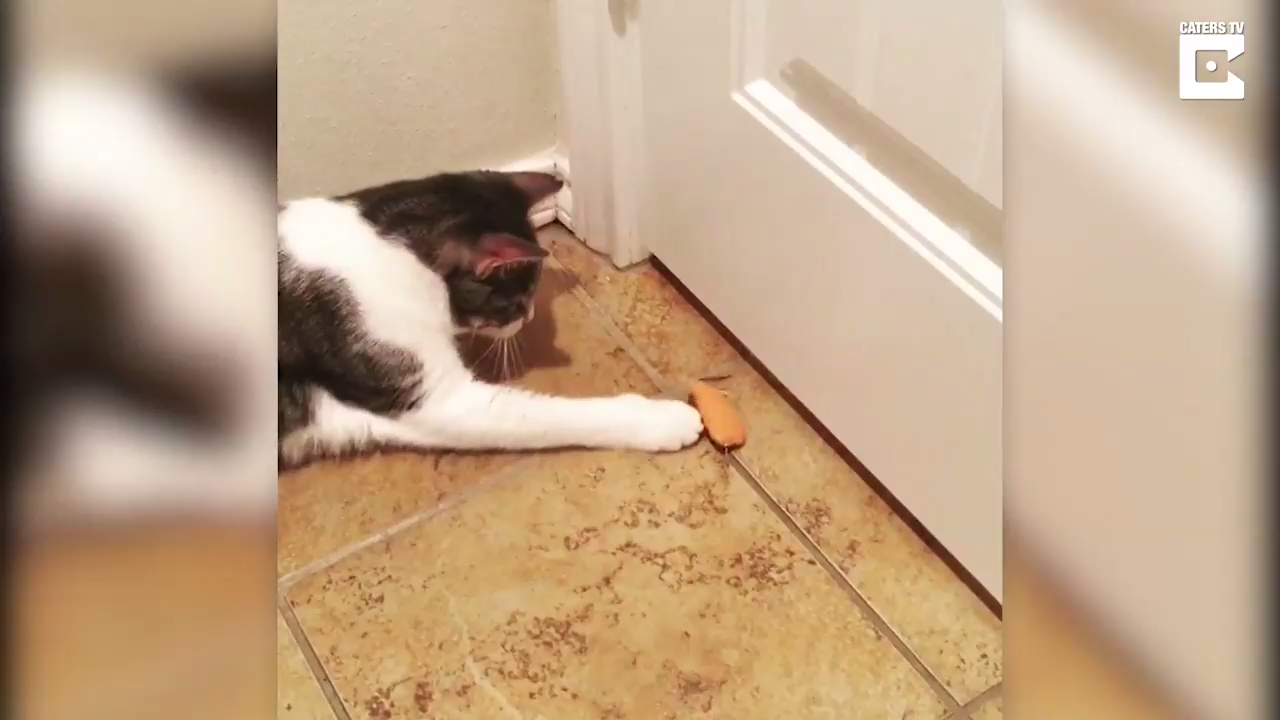 Котики играются мышкой смотреть онлайн