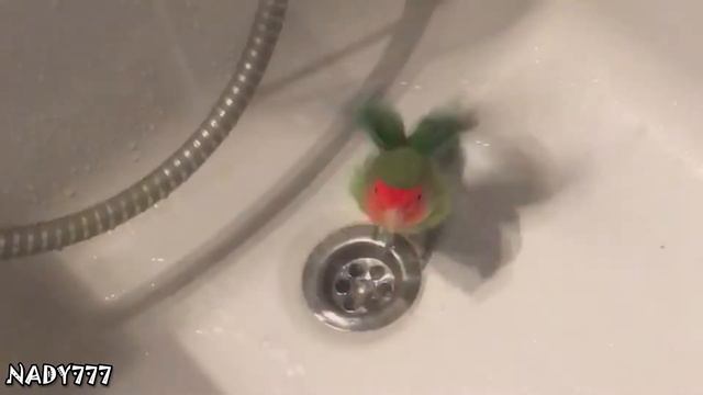 Немного о животных, попугай моется смотреть онлайн
