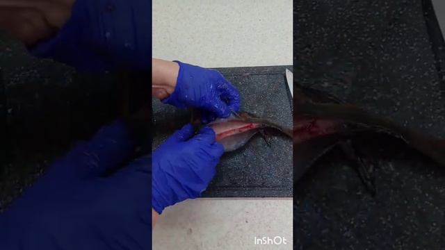 Как быстро и просто почистить рыбу? смотреть онлайн