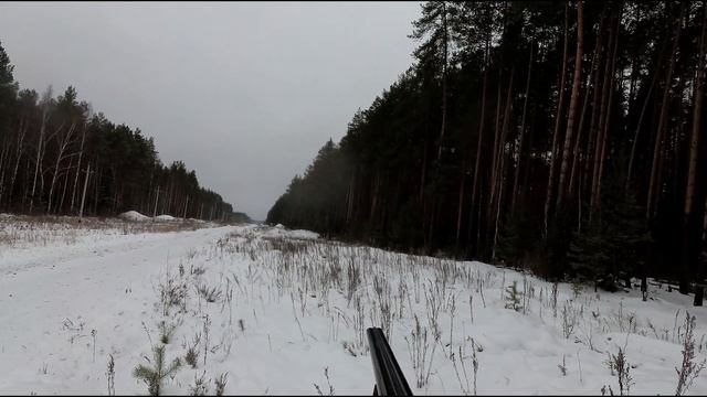 Охота на зайца с Русской пегой гончей 28.11.2021 год смотреть онлайн