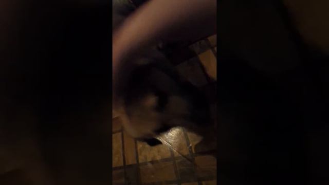 Приют Гав - вечный щенок Бусинка смотреть онлайн