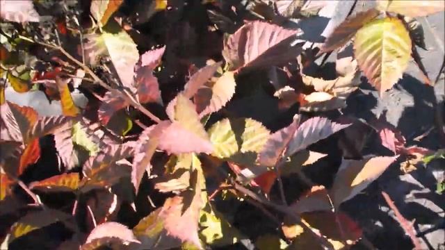 Как должен выглядеть трехлетний куст ремонтантной ежевики "Блек Меджик" смотреть онлайн