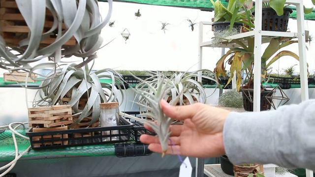 Tillandsia Air Plants 틸란시아 알비다 albida смотреть онлайн