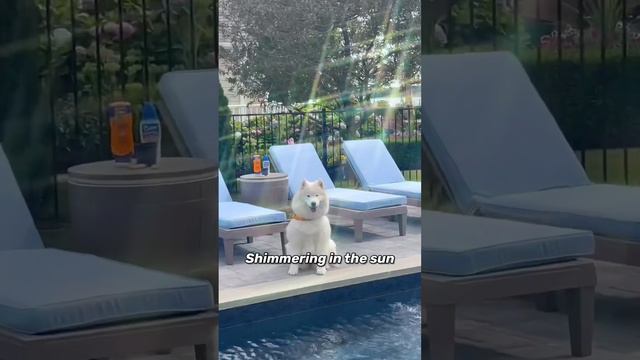 If Boo was a fish 🐠 #ifiwerefish #samoyed #dog смотреть онлайн