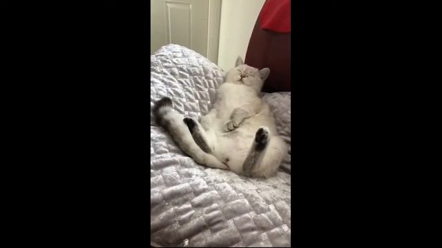 Кошечка по имени Betty Lesta Malso смотреть онлайн