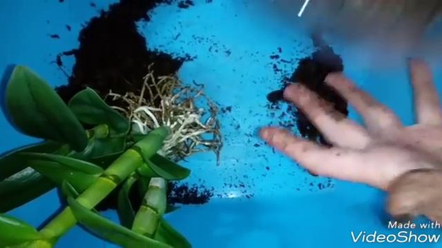 Дендрофаленопсис Пересадка Anna Green Sa-Nook смотреть онлайн