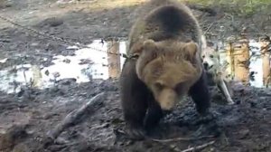 Притравка Западно Сибирской Лайки По медведю
