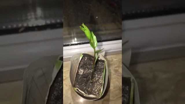 7 Часть по выращиванию фисташки Growing pistachio Part 7 смотреть онлайн