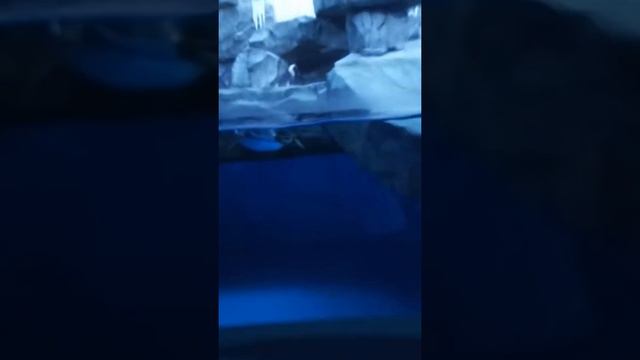 Океанариум🐬🐟