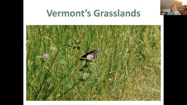 Vermont’s Beautiful (and Endangered) Grassland Birds смотреть онлайн