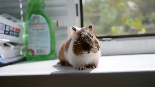 морская свинка звала маму смотреть онлайн